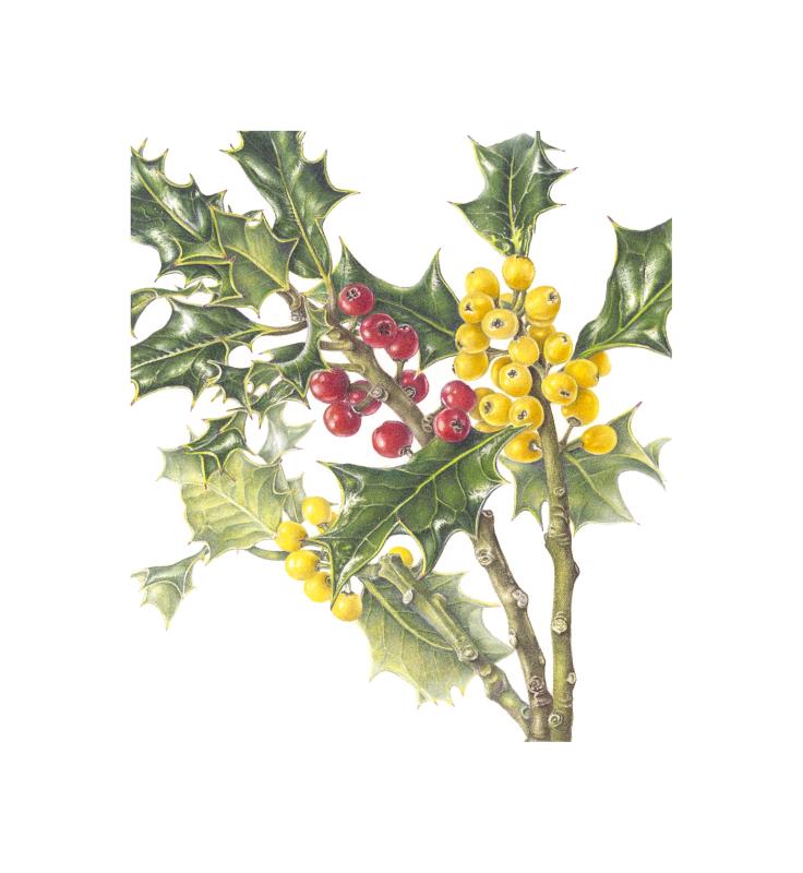 Holly